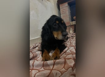 Arthur sucht sein für immer Zuhause