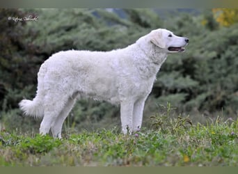 Kuvasz Welpen - Zucht - vom Crystal Diamonds - Mitglied im VDH/ FCI.