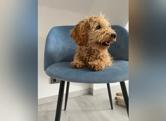 Wunderschöne Mini/Medium Goldendoodle Hündin (max.40cm) in Apricot/Rot zu verkaufen 6 Monate alt