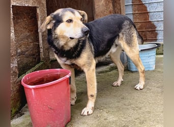 MATTES, Rüde, knapp 7 Jahre, 54cm, Mischling, Tierschutz