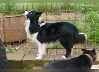 Poncho sucht sein Zuhause für immer