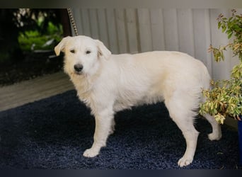 LUZIE - das brave Mädchen träumt von einem liebevollen Zuhause