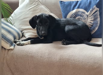 Clara,geb.03/25,verschmustes Hundemädel sucht ihre Familie,bereits auf PS in 67454 Haßloch/Pfalz