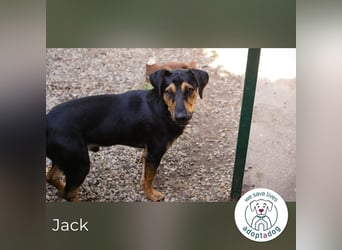 Jack: Ein Hund zum Pferdestehlen!