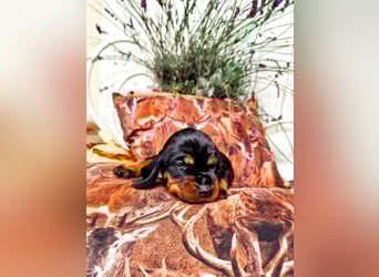 Black and Tan Coonhound Welpen