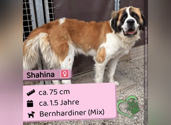 Shahina
