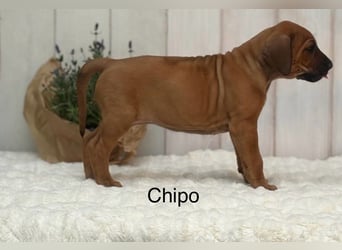 Rhodesian Ridgeback Welpen