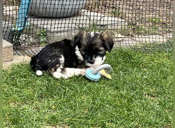 Tibet Terrier