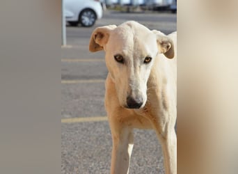 Farolillo, mit seiner Schwester schon zu lange im Tierheim