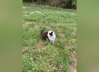 Mini Aussie - Miniature American Shepherd