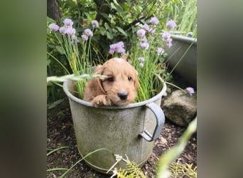 Bezaubernde English Cockerdoodle dürfen umziehen