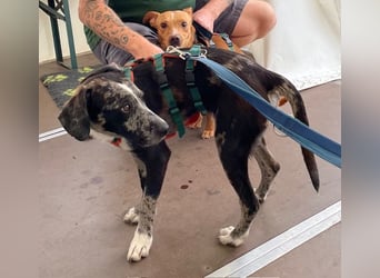 Merlin sucht eine liebevolle Familie