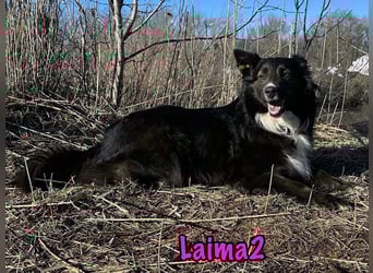 Laima2 01/2021 - sportliche und aufmerksame, wunderschöne Border-Collie-Mix Hündin!