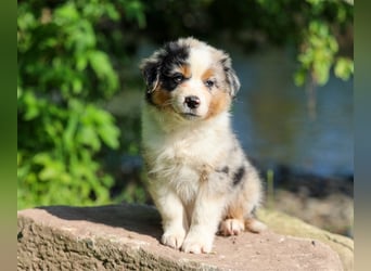 Mini American Shepherd (Showlinie) Mini Aussies