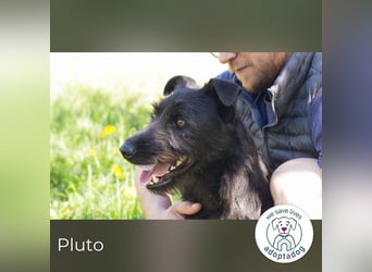Pluto – Ein waschechter Spielgefährte!