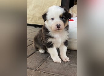 Knuddelige Australian Shepherd Welpen suchen Stellung für's Leben