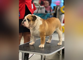 Englische Bulldoggen welpen Top Pedigree FCI