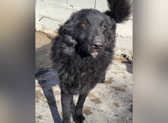 LENZI❤️unser kroat. Schäferhund-Mix-Rüde ist ein wahrer Sonnenschein!