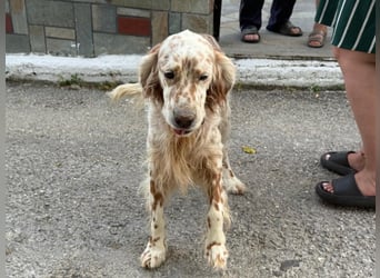 Hercules - Ein Setter mit Geschichte und großem Herzen