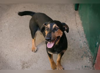 JACK - neugieriger, sozialer und fröhlicher Rüde sucht Menschen, die mit ihm spielen und toben