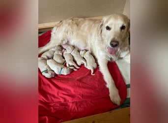 Zuckersüße Golden Retriever Welpen