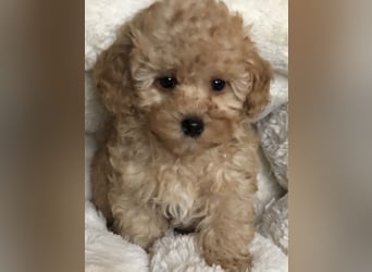 Sehr gesunde Maltipoo welpen in abricot und créme farben.