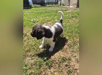Kleine Münsterländer Welpen