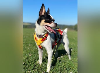 Luna sucht ihre Herzensmenschen