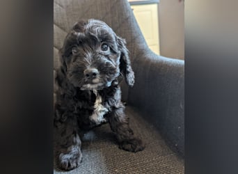 Cockapoo Welpen