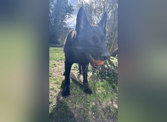 Schwarzer Schäferhund LARK sucht eine neue Familie!