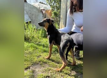 Dobby LM – kleiner Wirbelwind sucht seine Familie
