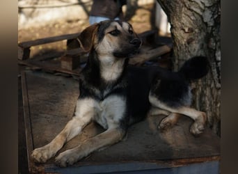 Chita, geb. ca. 05/2024, lebt in GRIECHENLAND, im städt. Tierheim Serres