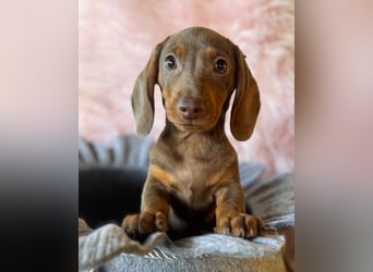Zwergdackel, amerikanische Zwergdackel, Dackel Welpen , Tiger Dackel suchen tolle Familien