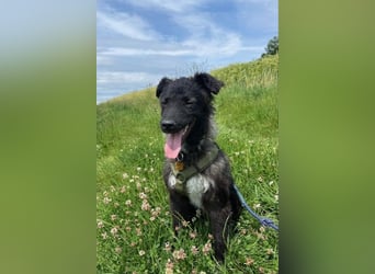 Laroche - Dein neuer bester Hundekumpel (32051 Herford)