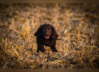 Irish Water Spaniel Welpen / Nichthaarend / FCI - VDH Zucht