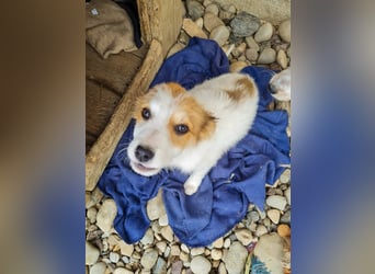 Zauberhaftes Hundemädchen ANNEMARIE ist neugierig und verspielt