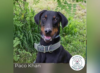 Paco Khan: Kluges Energiebündel