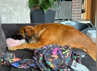 Update :Schoko auf PS in D Rüden