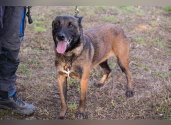 Leon: Malinois-Fans aufgepasst!