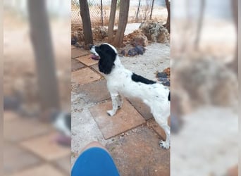 Lutz, ein aktiver, liebevoller Familienhund