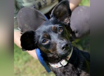 Regina, Pinscher Mischling