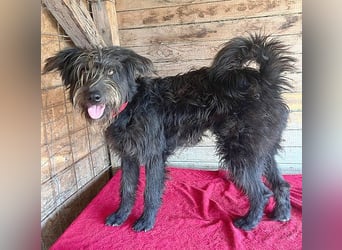 fröhlicher Familienhund TIMO - 1,5 Jahre, 56cm/18kg - Schnauzer-Mix