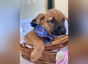 Barney LM - Zuhause gesucht – Neun kleine Hundekinder auf großer Mission