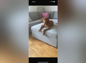 Magyar Vizsla Welpen in Erwartung