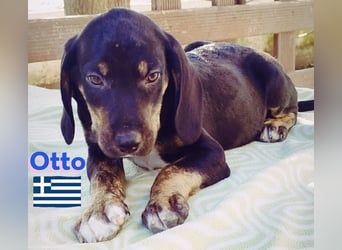 Otto, 01/25 - aktives Schlappohr sucht Familie