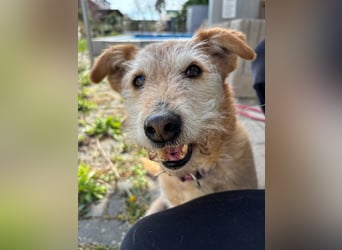 ZARA ❤️ ein süßer Schatz, Pflegefamilie Elsdorf