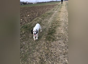 MAVERICK Hunting for Love (FCI) English Setter