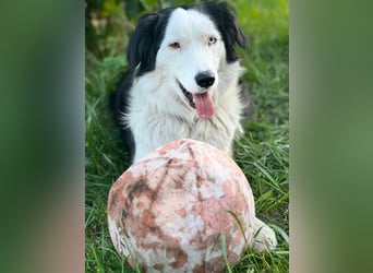 Australian Shepherd x Border Collie Welpen