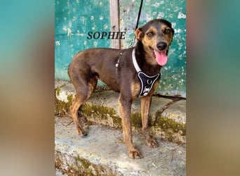 Sophie, verhinderte Jagdhündin?
