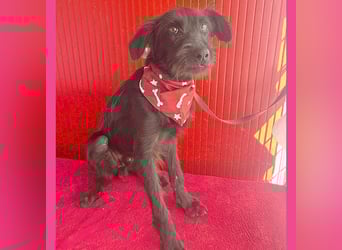 ❤️ kleiner Schnauzer-Mix PEDRO - 8 Monate, 40cm/10kg
